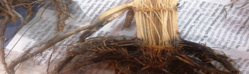 Stalk Fusarium.png